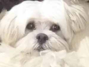 Cachorro raça Shitzu  idade 5 anos nome Snow 