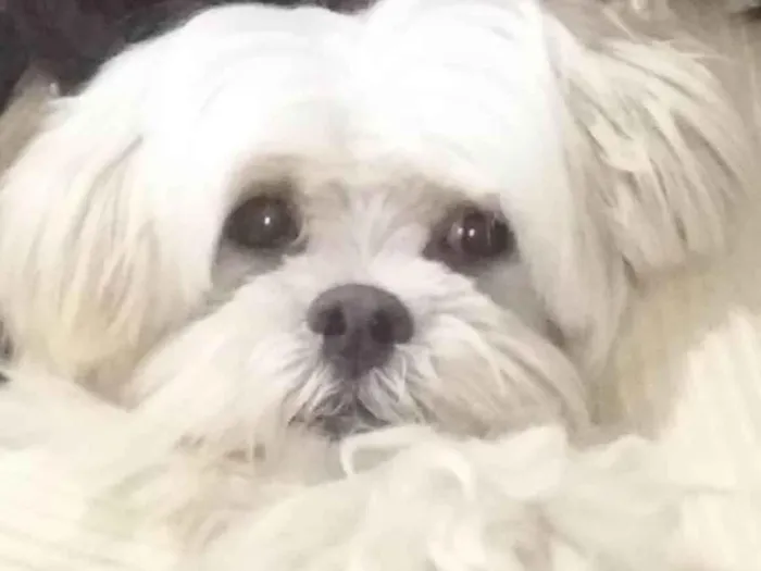 Cachorro ra a Shitzu  idade 5 anos nome Snow 