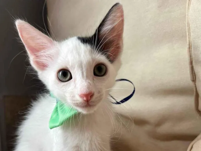 Gato ra a SRD-ViraLata idade Abaixo de 2 meses nome Bud