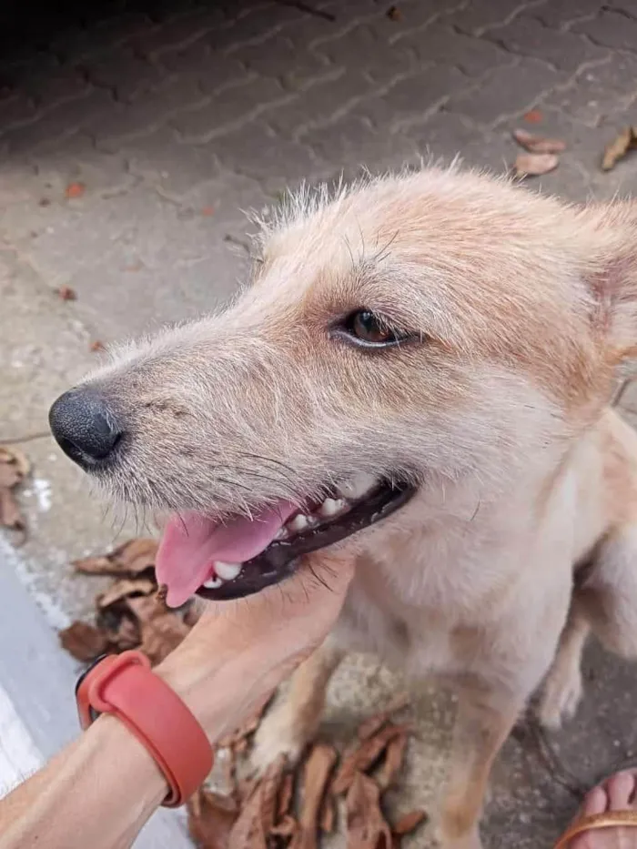 Cachorro ra a SRD-ViraLata idade 1 ano nome Loloca