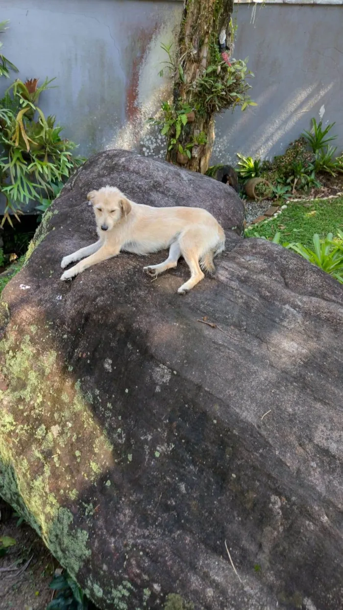 Cachorro ra a SRD-ViraLata idade 1 ano nome Loloca