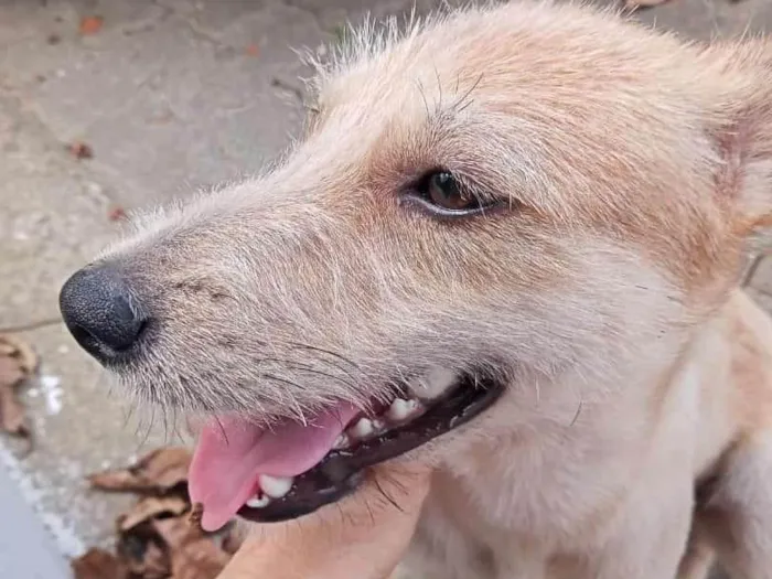 Cachorro ra a SRD-ViraLata idade 1 ano nome Loloca