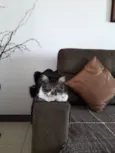 Leo 