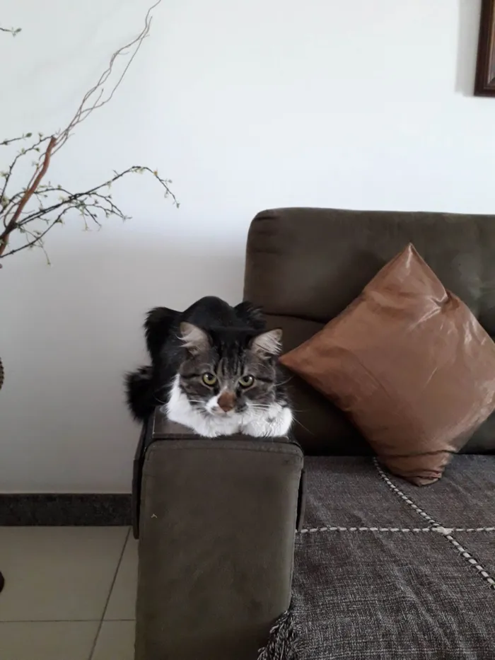 Gato ra a  idade 3 anos nome Leo 