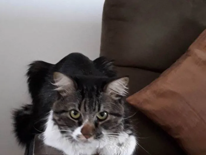 Gato ra a  idade 3 anos nome Leo 