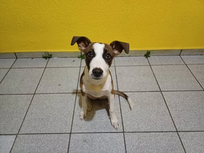 Cachorro ra a SRD-ViraLata idade 2 a 6 meses nome Diana