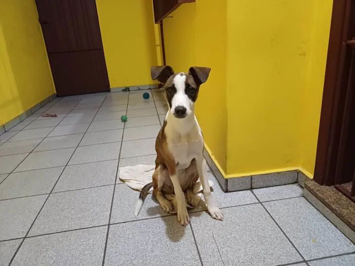 Cachorro ra a SRD-ViraLata idade 2 a 6 meses nome Diana