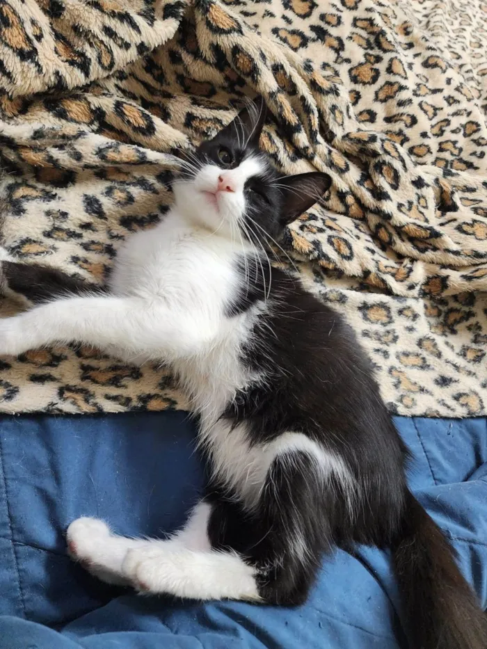 Gato ra a Srd idade 2 a 6 meses nome Docinho
