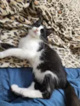Docinho