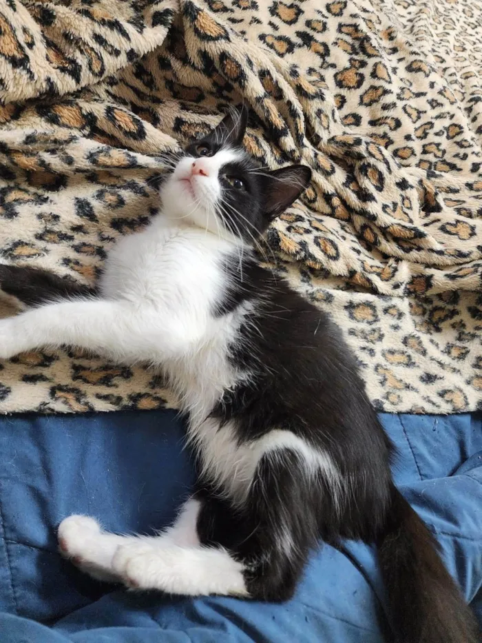 Gato ra a Srd idade 2 a 6 meses nome Docinho