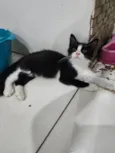 Docinho