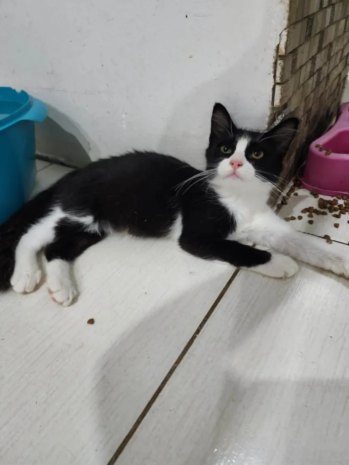Gato ra a Srd idade 2 a 6 meses nome Docinho