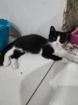 Docinho
