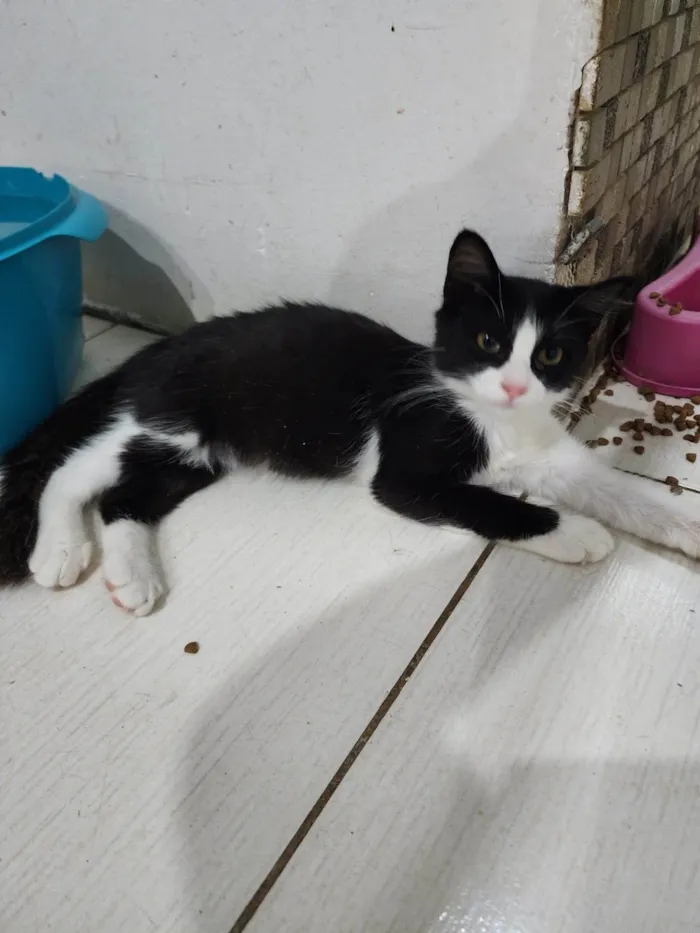 Gato ra a Srd idade 2 a 6 meses nome Docinho