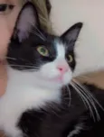 Docinho