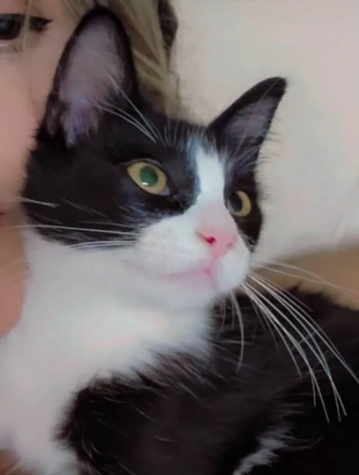 Gato ra a Srd idade 2 a 6 meses nome Docinho