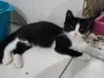 Docinho