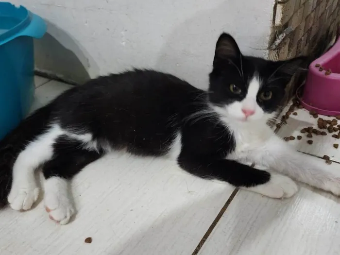 Gato ra a Srd idade 2 a 6 meses nome Docinho