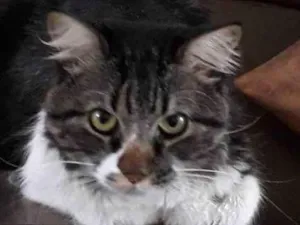 Gato raça  idade 3 anos nome Leo 