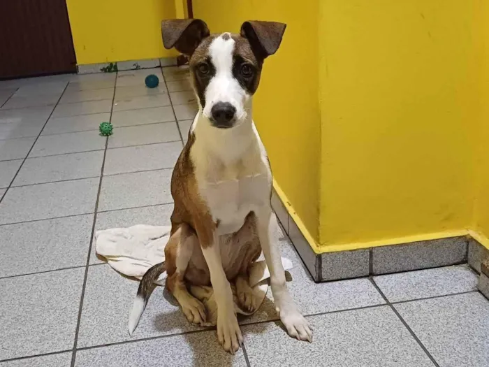 Cachorro ra a SRD-ViraLata idade 2 a 6 meses nome Diana