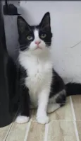 Docinho