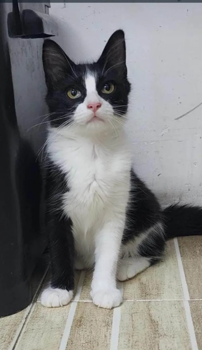 Gato ra a Srd idade 2 a 6 meses nome Docinho