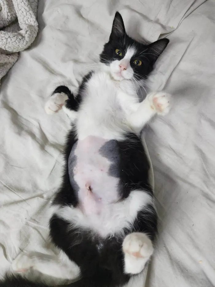 Gato ra a Srd idade 2 a 6 meses nome Docinho