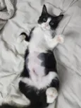Docinho