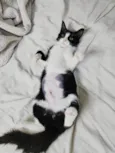 Docinho