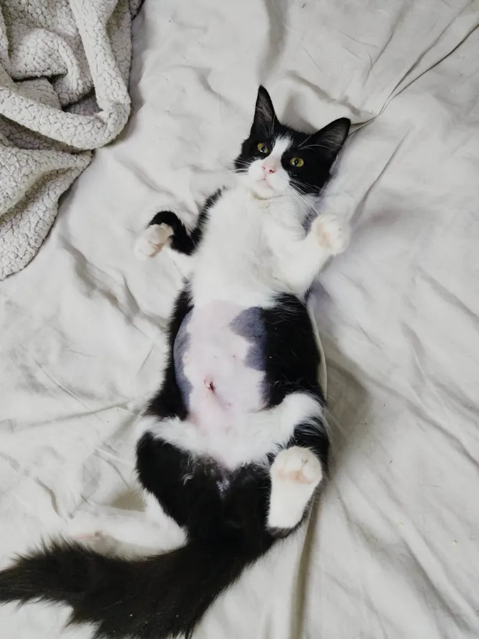 Gato ra a Srd idade 2 a 6 meses nome Docinho