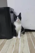Docinho
