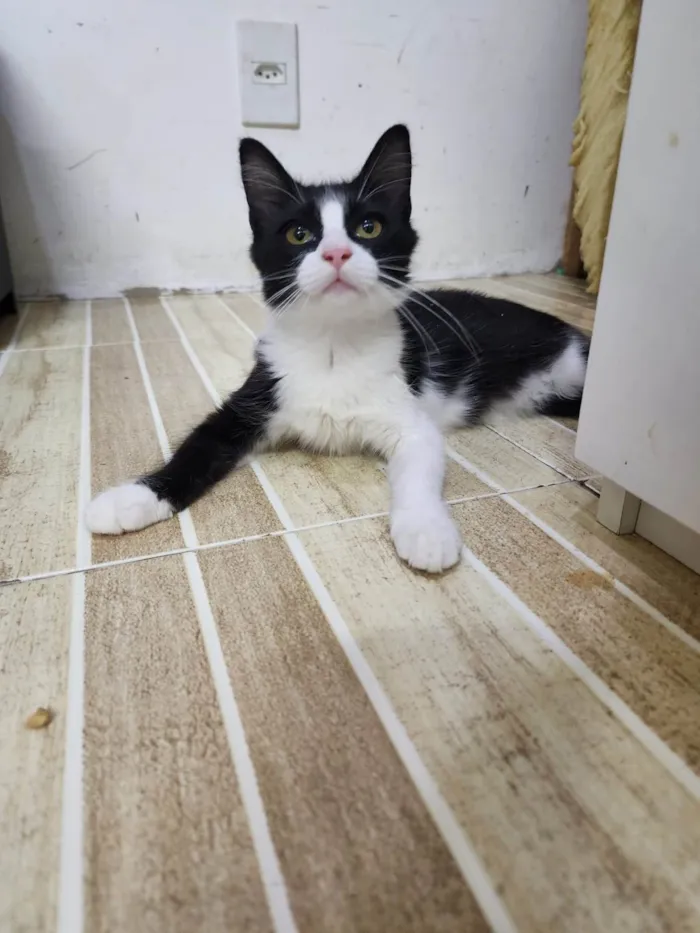Gato ra a Srd idade 2 a 6 meses nome Docinho