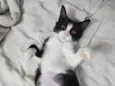 Docinho