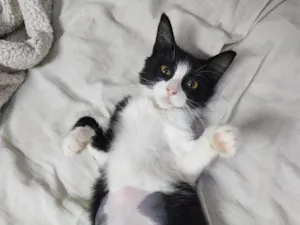Gato raça Srd idade 2 a 6 meses nome Docinho