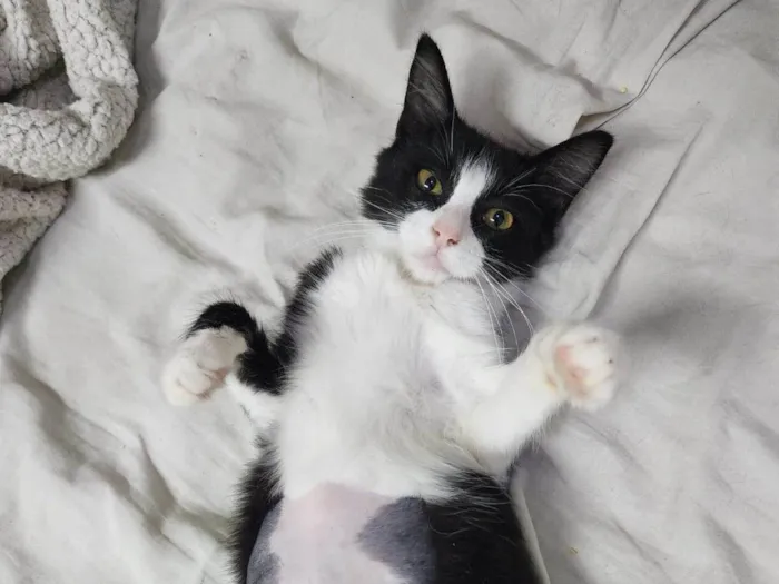 Gato ra a Srd idade 2 a 6 meses nome Docinho