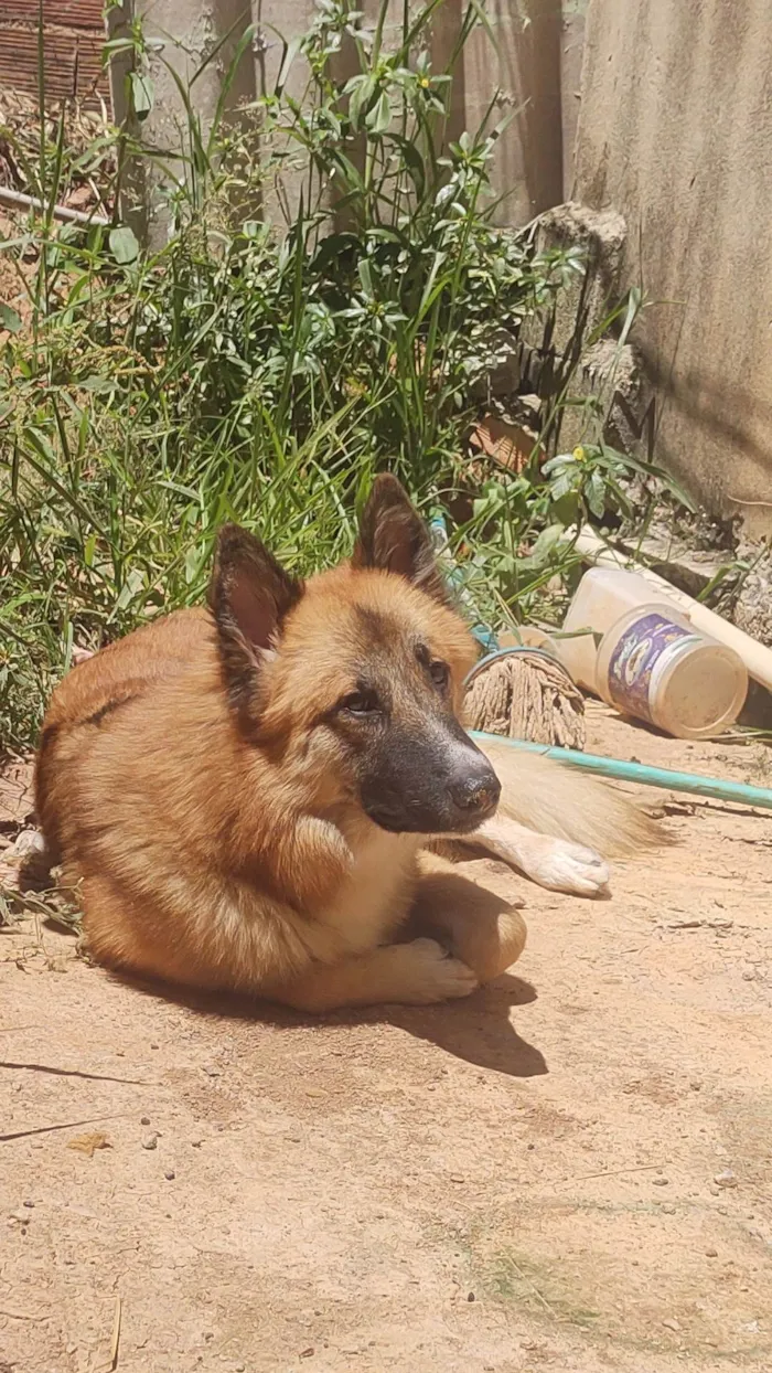 Cachorro ra a Pastor alemão. idade 7 a 11 meses nome Soneca.