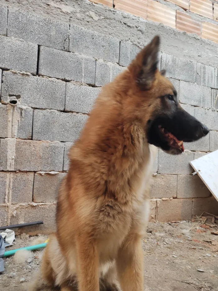 Cachorro ra a Pastor alemão. idade 7 a 11 meses nome Soneca.