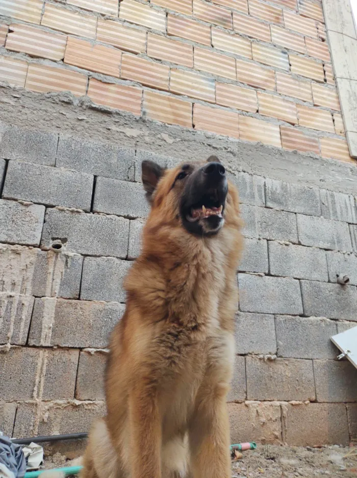 Cachorro ra a Pastor alemão. idade 7 a 11 meses nome Soneca.