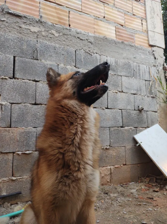 Cachorro ra a Pastor alemão. idade 7 a 11 meses nome Soneca.