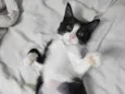 Docinho