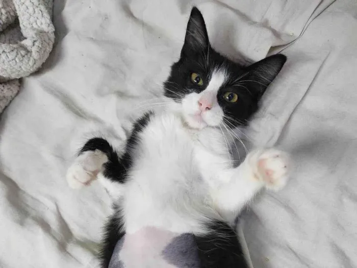 Gato ra a Srd idade 2 a 6 meses nome Docinho