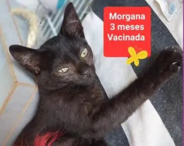 Gato ra a SRD-ViraLata idade 2 a 6 meses nome Morgana