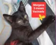 Morgana