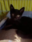 Morgana