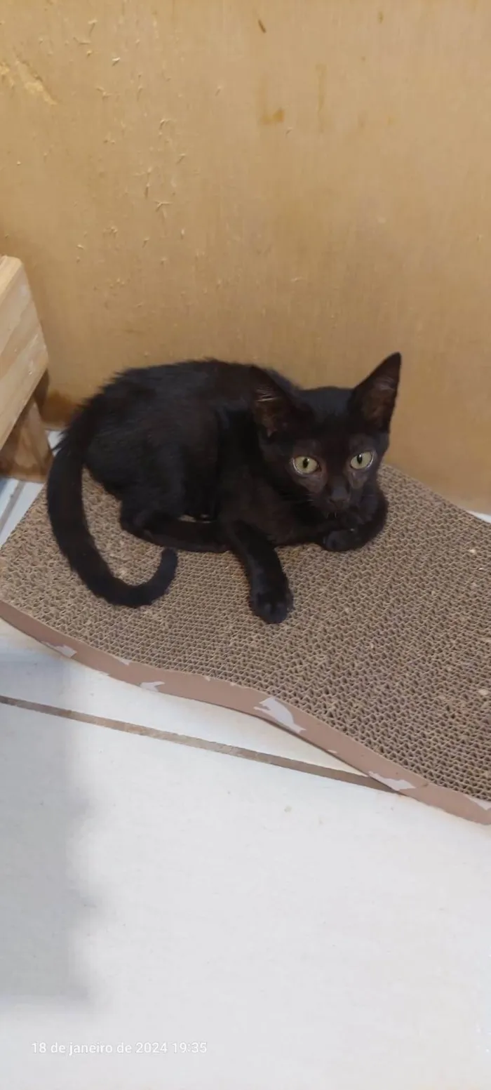 Gato ra a SRD-ViraLata idade 2 a 6 meses nome Morgana