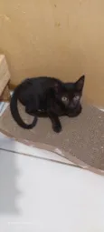 Morgana