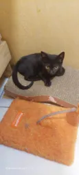 Morgana