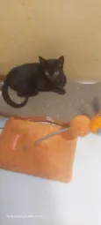 Morgana