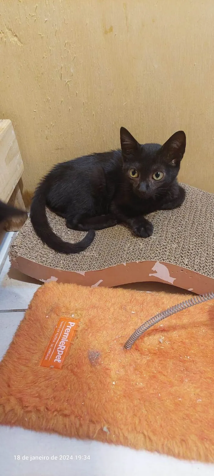 Gato ra a SRD-ViraLata idade 2 a 6 meses nome Morgana