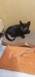 Morgana
